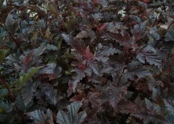 Physocarpus opulifolius Red Baron / Bangitalevelű hólyagvessző